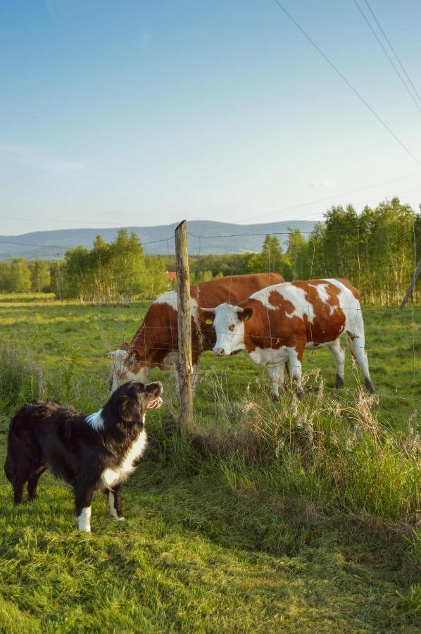 Brzozami Malowane Giebultow  Buitenkant foto